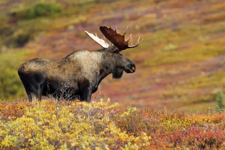 Best of Yukon & Alaska ©dmathies/istock